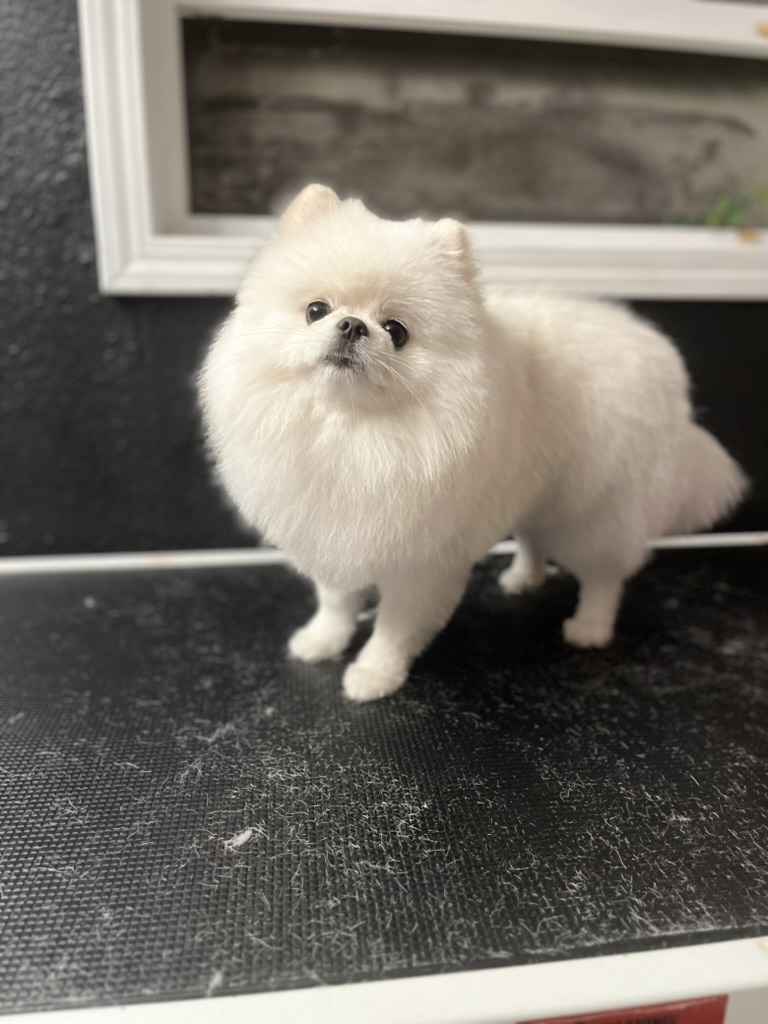 White pomeranian on the grooming table