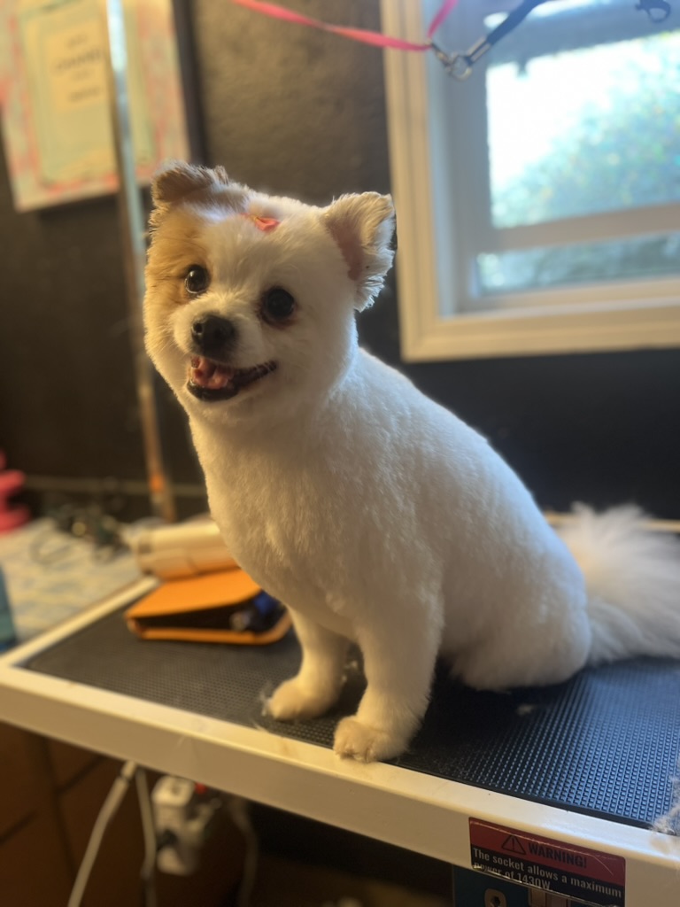 White spitz / pomeranian after grooming