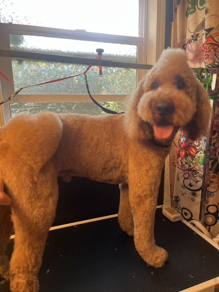 Standard poodle smiling on the grooming table