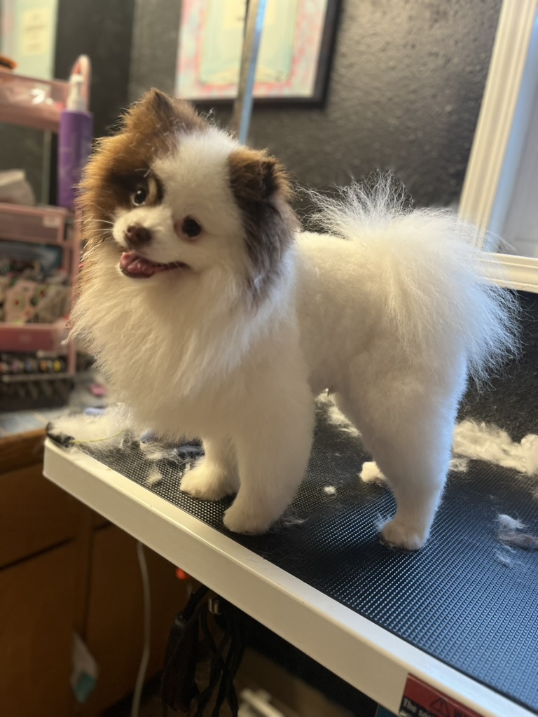Fluffy parti pomeranian after grooming