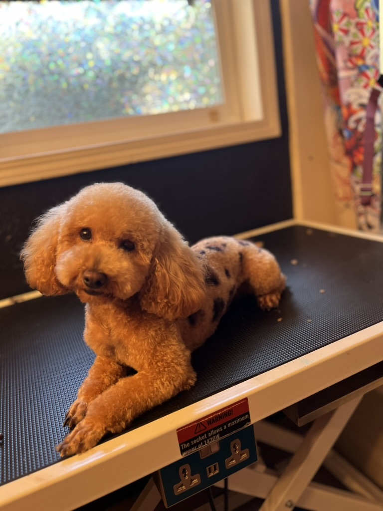 Toy poodle with creative leopard-print body color