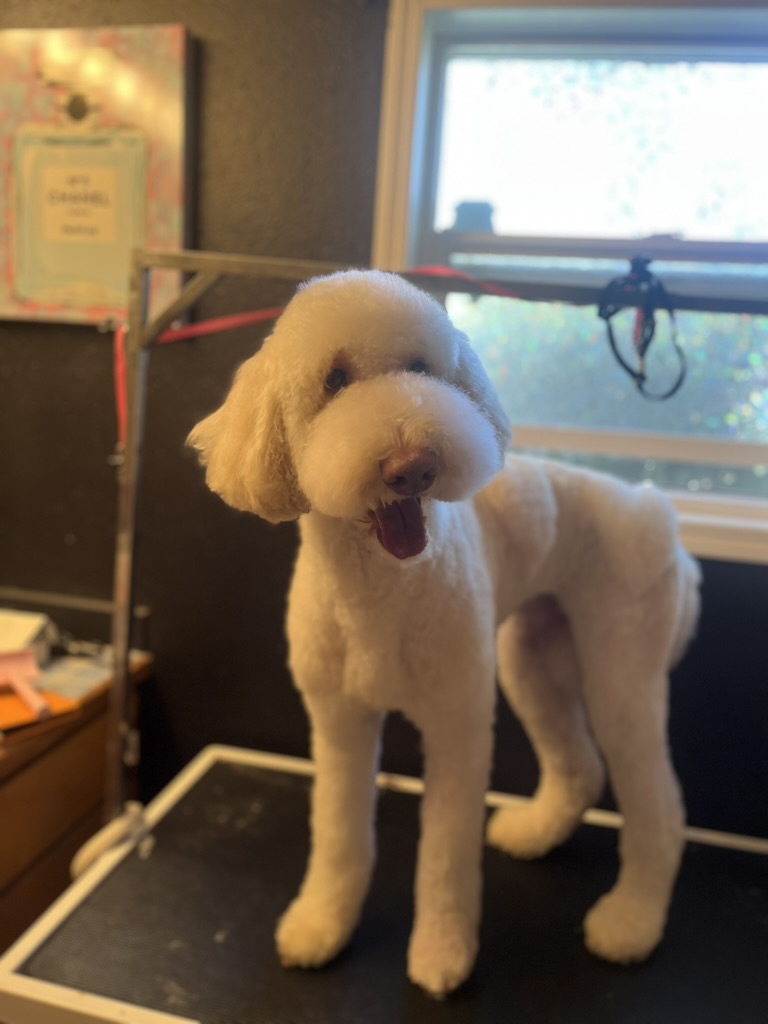 White standard poodle on the grooming table
