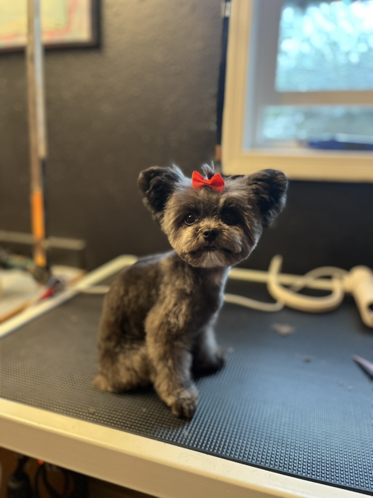 Morkie with red bow