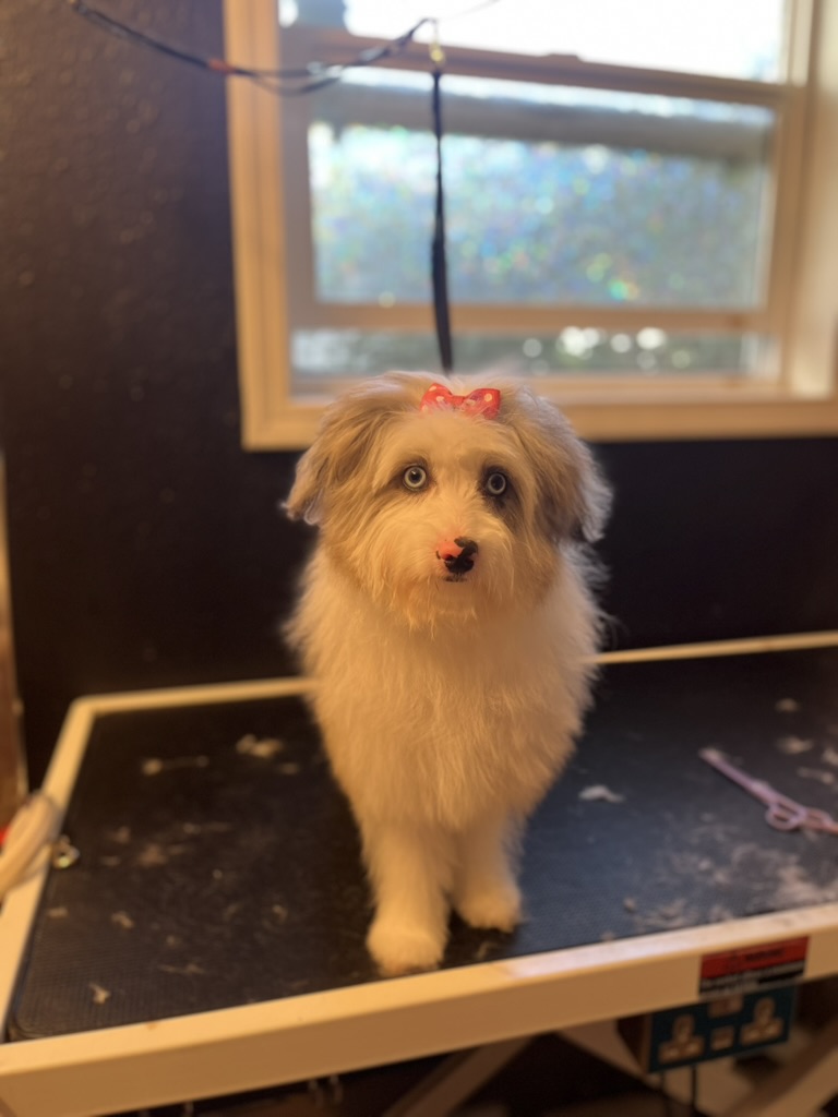 Havanese puppy with a small bow