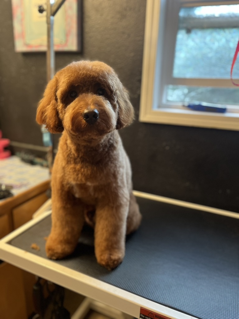 A red mini poodle freshly groomed at Chae's Glamorous Grooms