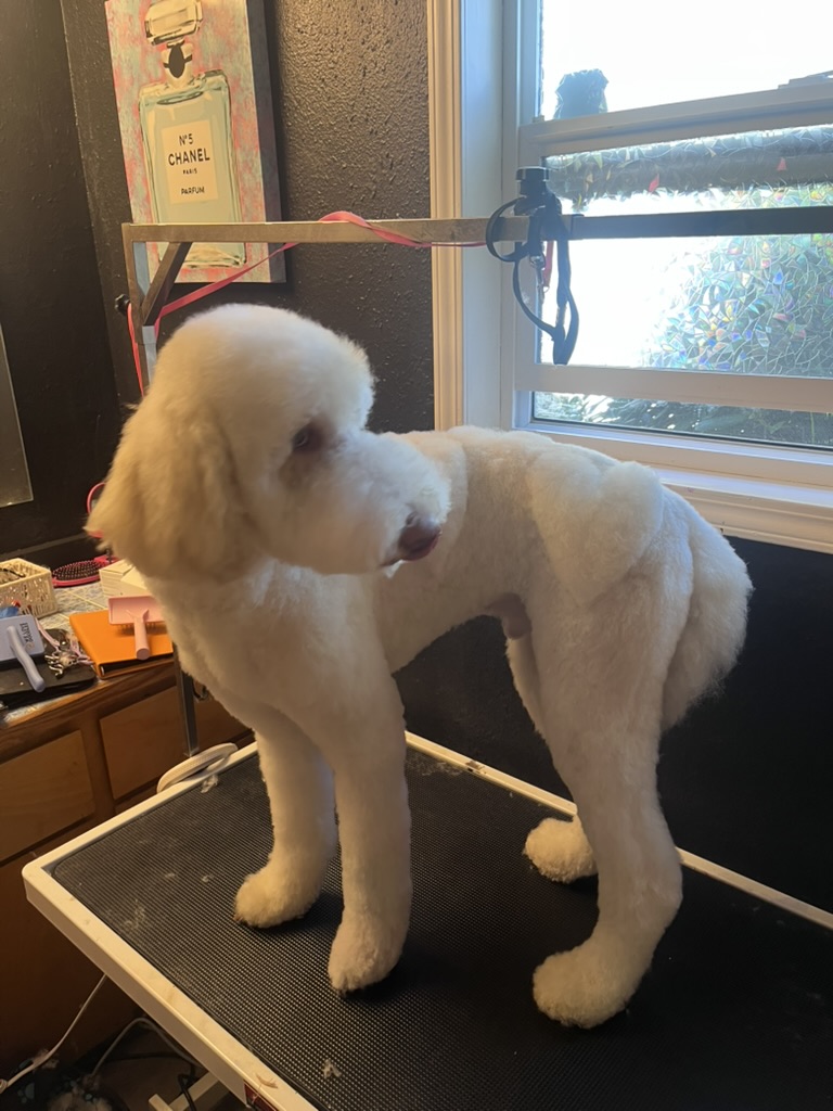 White standard poodle freshly groomed